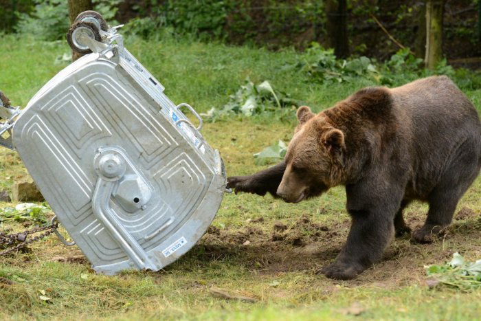 Ilustračný obrázok k článku Poľovníci dvíhajú varovný prst: Pri Prievidzi sa túla skupinka medveďov!