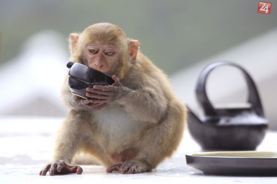 Ilustračný obrázok k článku KURIOZITA DŇA:  Nezbedné makaky a slušné stolovanie, čaj si vychutnali ako profíci