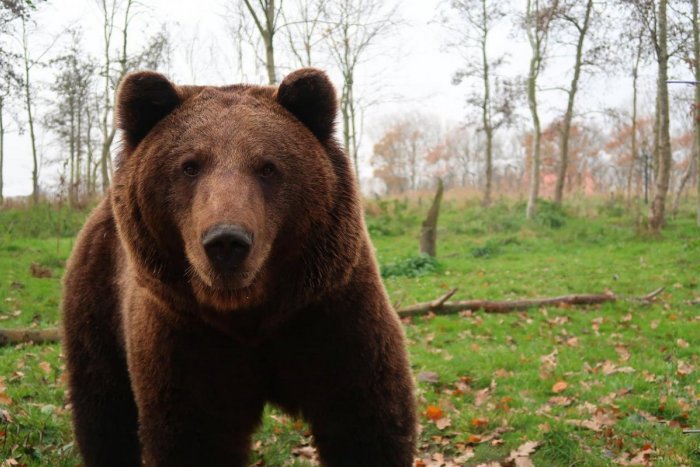 Ilustračný obrázok k článku Útok medveďa v okrese Prievidza! Starší muž má pohryzenú ruku