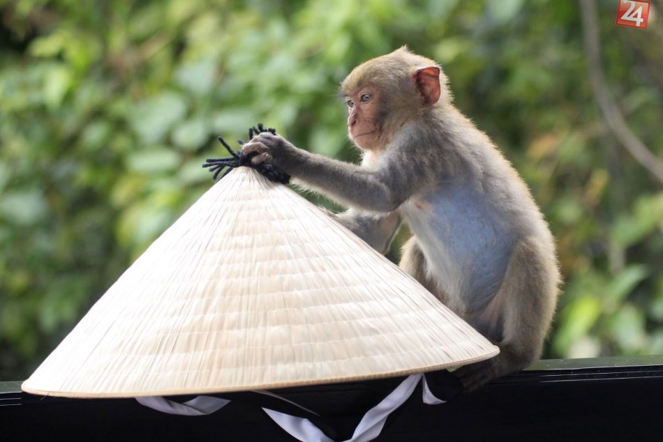 KURIOZITA DŇA: Nezbedné makaky a slušné stolovanie, čaj si vychutnali ako profíc